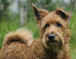Photo Irish Terrier