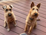 Deux Irish Terrier assis sur un plancher et portant chacun un collier autour du cou