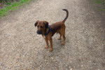Un Irish Terrier sur des gravillons et portant un harnais 