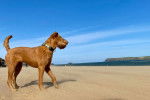 Un Irish Terrier sur une surface sableuse et portant un collier autour du cou