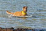 Un Irish Terrier dans l'eau et portant un collier autour du cou