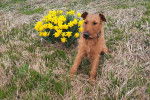 Un Irish Terrier assis sur un terrain herbeux et portant un collier autour du cou