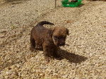 Guinness - Irish Terrier Femelle (1 mois)