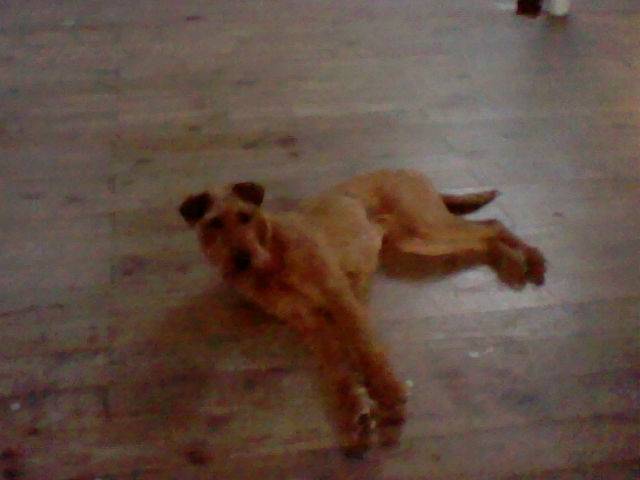 Galice - Irish Terrier Femelle (1 an)