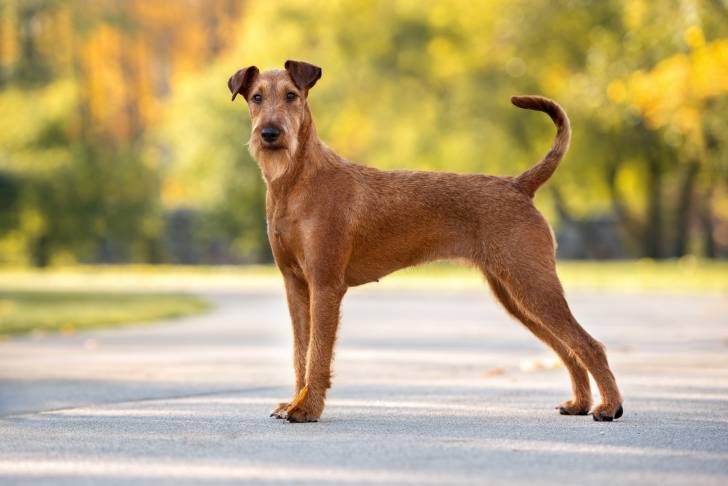 Photo Irish Terrier