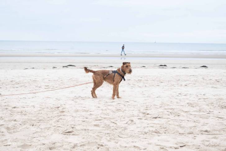 Un Irish Terrier sur une surface sableuse et qui est tenu en laisse 