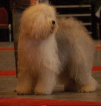 bobtail: Dickens - Bobtail