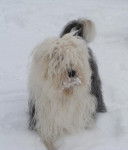 Bobtail : Dickens - Bobtail