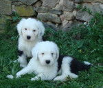 Chiots bobtails - Bobtail