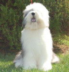 BOBTAIL CRESCENT BLUE MOON FROM CLEAR SPRING - Bobtail