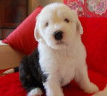 BOBTAIL GERSHWIN DES EBOURIFFES DU MISTRAL - Bobtail