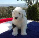 BOBTAIL GASTON DES EBOURIFFES DU MISTRAL - Bobtail