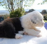 BOBTAIL GIPSY-KING DES EBOURIFFES DU MISTRAL - Bobtail