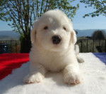 BOBTAIL GIV'ME LOVE DES EBOURIFFES DU MISTRAL - Bobtail