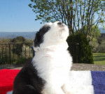 BOBTAIL GRIOTTE DES EBOURIFFES DU MISTRAL - Bobtail