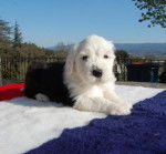 BOBTAIL GAÏA DES EBOURIFFES DU MISTRAL - Bobtail