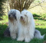 HOLIWOOD-STAR DE BAYROETH DE EDEN et JIM MARY - Bobtail