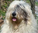 JIM MARY PEOPLE MODRY KANON - Bobtail