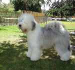 Crescent Blue Moon from Clear Spring - Bobtail