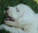 Darwin of Barbary Lane - Bobtail