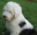 Darwin of Barbary Lane - Bobtail