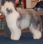 Crescent Blue Moon from Clear Spring - Bobtail