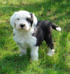 OWLS-DENE'S ENJOY A 2 MOIS - Bobtail (2 mois)