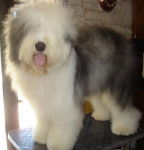 CRESCENT BLUE MOON FROM CLEAR SPRING - Bobtail