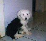 Freya femelle Bobtail - Bobtail