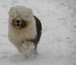 Fonzie - Les Bobtails Rock'n Bob - Bobtail