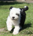 Rock'n Bob Flower - 9 semaines - Bobtail