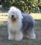 Colonel O'Neill - Bobtail mâle de 3 ans - Bobtail (3 ans)