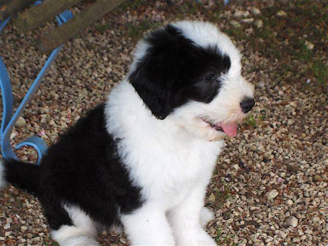 Crescent Blue Moon from Clear Spring chiot - Bobtail