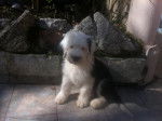 bobtail Giulia 2 mois et demi - Bobtail (2 mois)