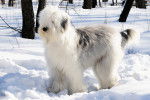 Un Bobtail bleu merle debout dans la neige