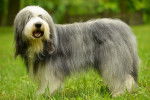 Un chien Bobtail debout dans un jardin