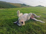 Un Bobtail allongé de dos sur un terrain herbeux