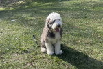 Un Bobtail assis sur un terrain herbeux