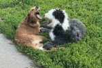 Un Bobtail jouant avec un autre chien dans l'herbe