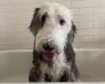 Un Bobtail assis dans une baignoire