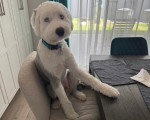 Un Bobtail assis sur un fauteuil