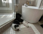 Un Bobtail allongé près d'une baignoire 