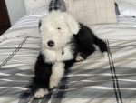 Un Bobtail allongé sur un lit
