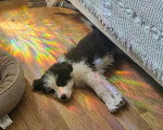 Un Bobtail allongé sous un lit