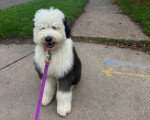 Un Bobtail tenu en laisse dans la rue