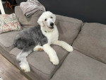 Un Bobtail allongé sur un canapé