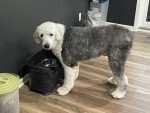 Un Bobtail devant sa gamelle