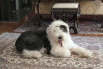 Un Bobtail allongé sur un tapis et tirant la langue