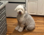 Un Bobtail assis sur un parquet et regardant vers la caméra