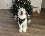 Un Bobtail assis devant un sapin et portant un foulard autour du cou